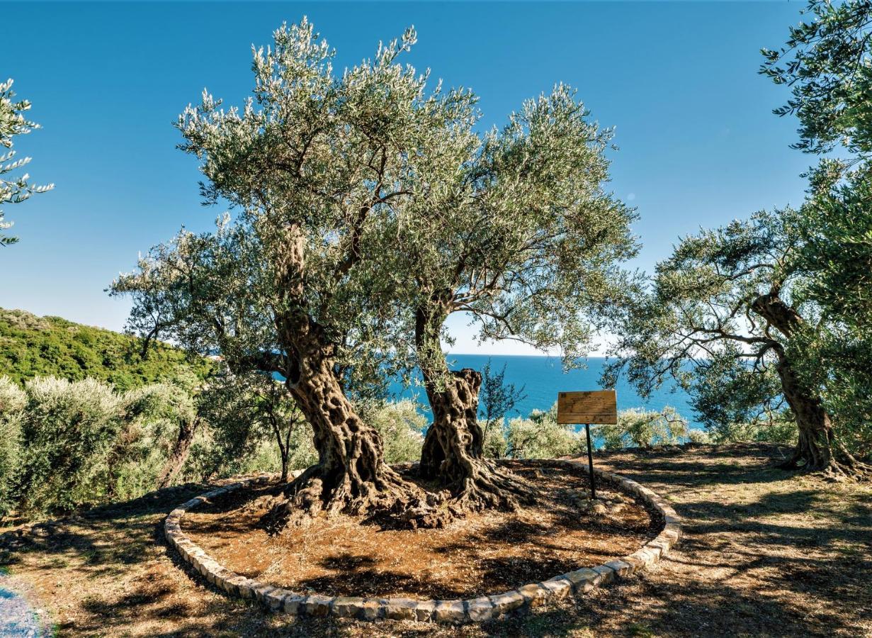 Holiday Park Olive Tree อุลซิน ภายนอก รูปภาพ