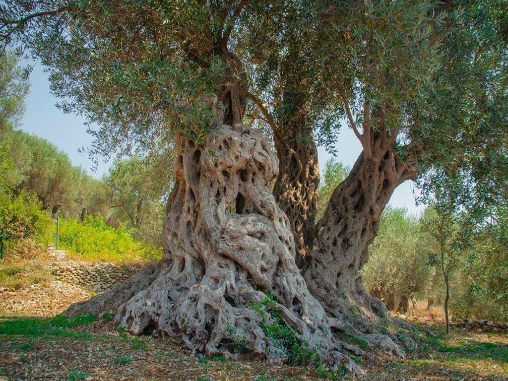 Holiday Park Olive Tree อุลซิน ภายนอก รูปภาพ